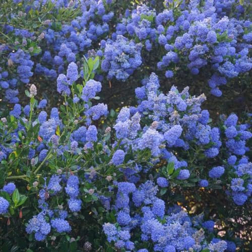 Ceanothus 'Italian Skies' - RHS AGM Winner - Evergreen Shrub with Deep Blue Flowers - Pollinator-Friendly - Ideal for Sunny Borders – 1x 3 Litre Pot by Thompson and Morgan