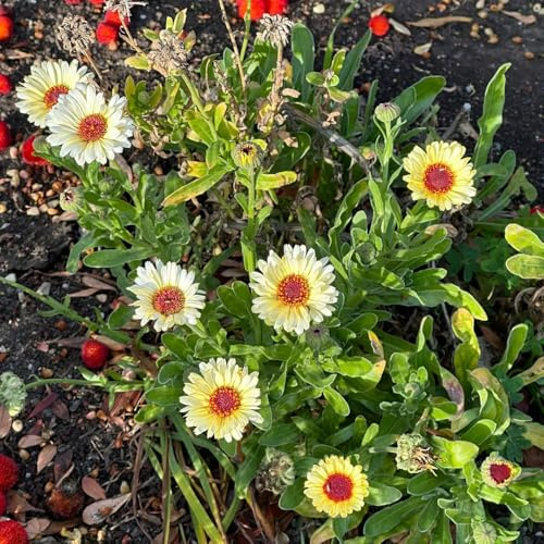 Semi di calendula - per giardinieri semi di esotico per luoghi soleggiati Calendula officinalis raro da balcone vecchie varietà resistenti 150pcs