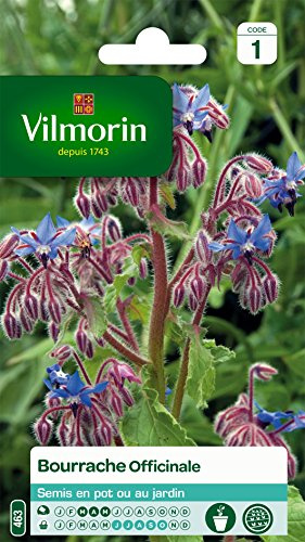 Vilmorin 5873545 officinale gurkört, lila, 90 x 2 x 140 cm