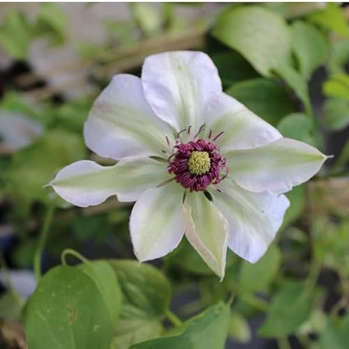 Waldrebe 'Miss Bateman' - Clematis ‘Miss Bateman' - 50-60 cm Topf