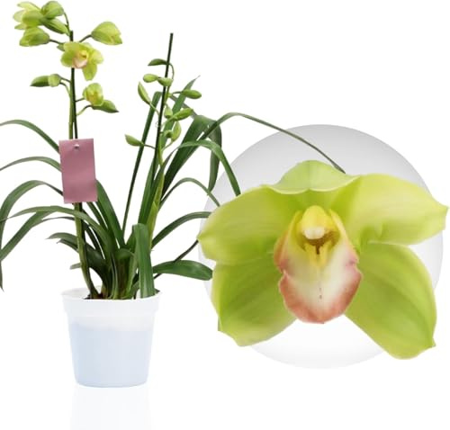 Orchidées Cymbidium Vertes, 1 grande plante d'intérieur de Hollande, 60-70 cm de haut, pot de 14 cm, avec fleurs et parfumées (pas d'orchidée artificielle, sans engrais ni pot, pas de graines)