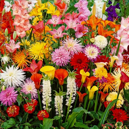 Bulbes d'été Budget Border Collection (50 pièces) mélange de bulbes vivaces rustiques - Qualité néerlandaise - Pour le jardin, les pots et le balcon (gros, pas de graines)