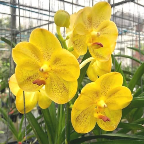 Cymbidium-rhizom, kolibriorkidéer, kvalitetsrhizom, hög kvalitet, vinterhård ryzom, Cymbidium-orkidé rhizom, 5lök-G