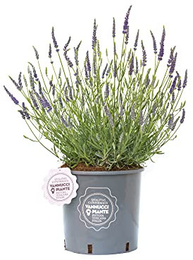 Vannucci Piante - Lavandula angustifolia 'Hidcote' compatta, Lavanda, Pianta vera in vaso, Pianta da terrazzo