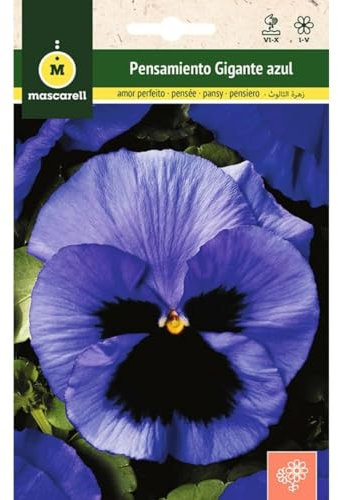 Mascarell - Graines - Pensée géante bleue au centre noir - Graines de fleurs d'extérieur pour décoration - 0,25 g
