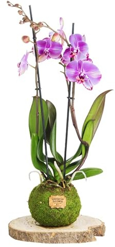 Kokedama Orquídea Lila - Kokedama Interior | Bola de Musgo Vivo | Planta Natural | Planta Interior | Decoración Hogar | Fácil Cuidado y Mantenimiento