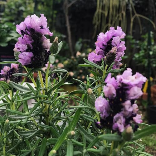 semillas de lavanda, silvestres Lavándula angustifolia semillas de resistentes al invierno 100pcs