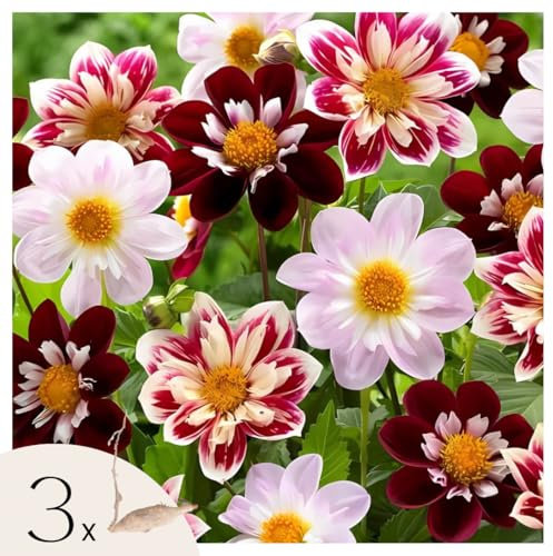 Plant in a Box - Dahlias - Set de 3 - Dahlia 'Favorite ballet' - Bulbes à fleurs - Vert