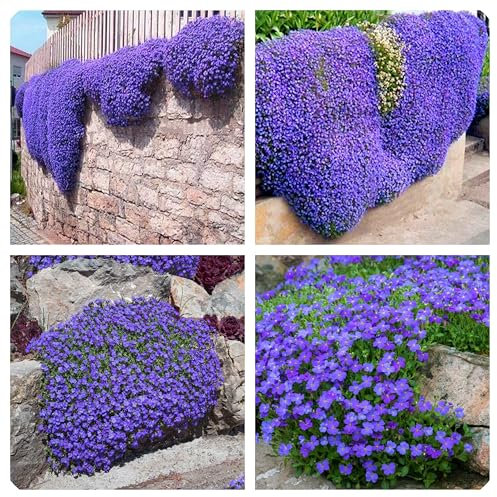 Semi Di Aubrieta Crescione, Seme Aubretia fiori Perenni per Giardino Roccioso, Resistenti al Freddo, 500 Semi, Aubrieta seeds (viola)