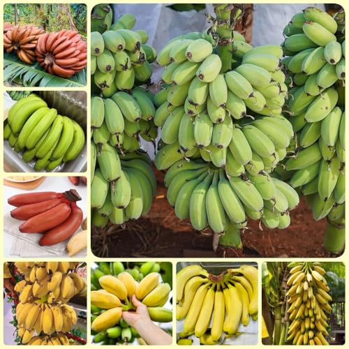 Semillas de plátano, de jardín raras resistente fresca 60pcs