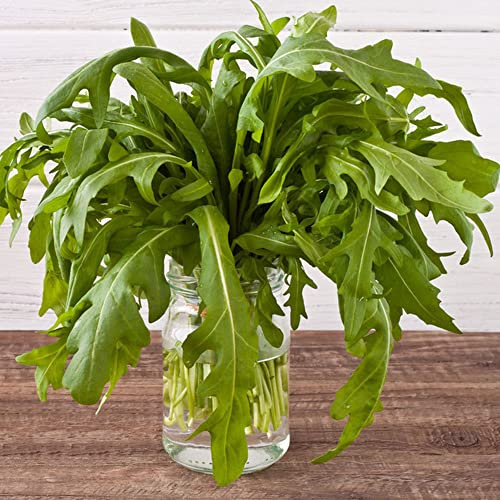 rucola - gewächshaus balkon rucolasamen bio gemüsesamen alte sorten winterharte kübelpflanzen steingartenpflanzen winterhart bonsai pflanzensamen hochbeete für garten hochbeet 700samen