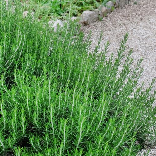 semi di santoreggia giardino interno biologiche resistente resistenti in vaso arredamento del soggiorno 550pcs