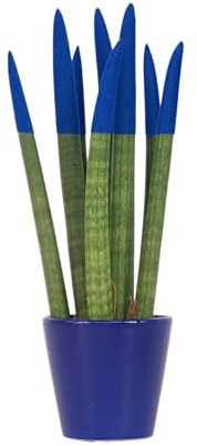 Plant in a Box - Sansevieria Cilíndrica - Velvet Touchz - Incluye Maceta Decorativa Azul - Altura 20-40cm - Maceta 9cm