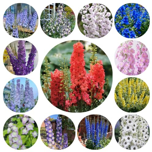 semillas de delphinium perenne resistente, jardín, exterior orgánicas, Cobertura del 800pcs