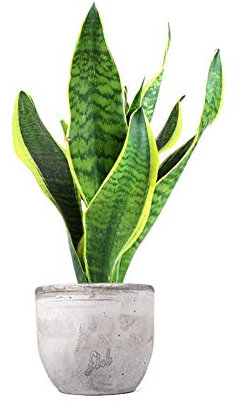 Sanseveria Trifasciata, Lingua di Suocera - Pianta Vera da Interno - Altezza 45 cm - Vaso Artigianale in Cemento