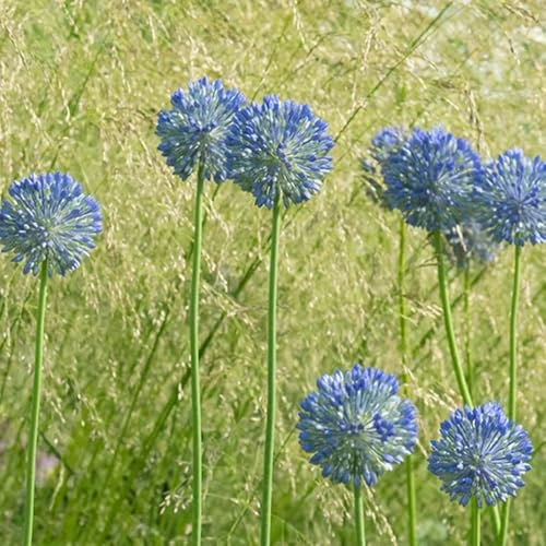 Semi di Allium giganteum, per gli ospiti con Semi di porro gigante, vecchie varietà semi di prodotti sostenibili semi per aiuole rialzate 200pcs