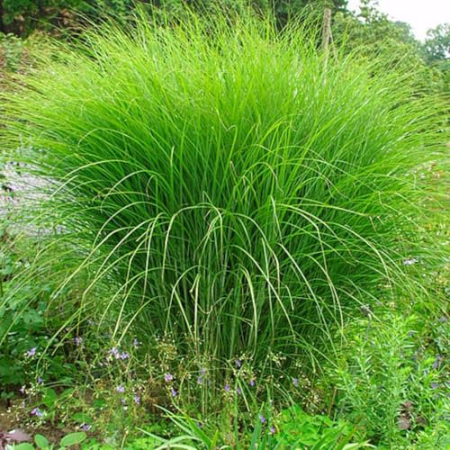 Miscanthus sinensis 'Gracillimus' Feinhalm Chinaschilf Unglaublich grazile Optik und feinen Halme Im Herbst Farbänderung in Bronze Tönen Ganzjähriger Eyecatcher (1)