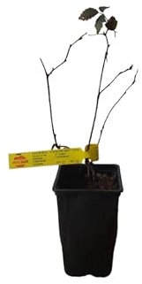 Zarzamora Natural una Planta Arbustiva Ornamental y Nutritiva para Embellecer tu Hogar