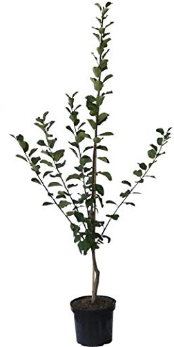 Topking (R) große Pflaume aromatisch hoher Ertrag Pflaumenbaum Backpflaume ca. 110-140 cm