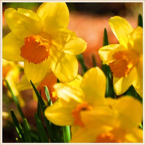 Narzissenzwiebel Winterhart MehrjäHrig Narzissen Knollen Narzissen Zwiebeln Winterhart Narzissenzwiebel,Schöner Staudengarten Zierpflanzen pflanzen-10zwiebeln-d