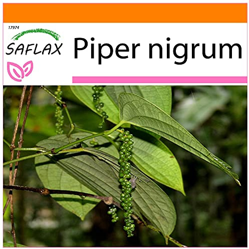 SAFLAX - Garden in the Bag - Örter - Riktig Peppar - 20 Frön - Med underlag i en passande resväska - Piper nigrum