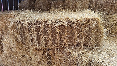 Fleet Farm® Handy Size Barley Straw Bale - Feed Quality (90cm x 50cm x 40cm)