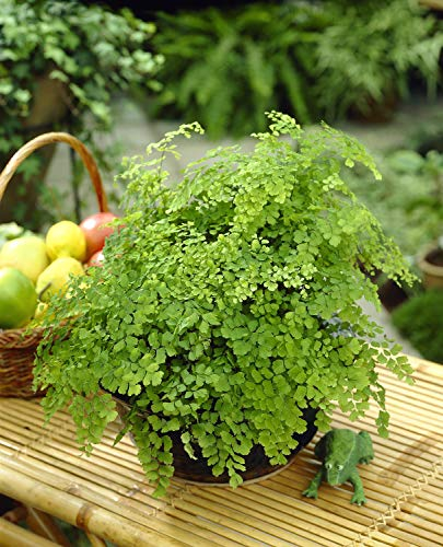 Adiantum raddianum Capillaire Fougère Cheveux de Vénus – Plante d'Intérieur en Pot de 12 cm