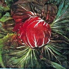 Radicchio Vegetale Palla Rossa 3 Cicoria Appx 100 Semi