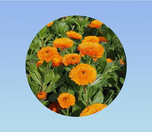 lot de 200 graines soucis fiesta orange - CAlendula officinalis -