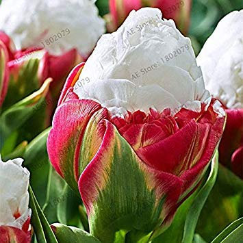 Seeds 5pcs Rare Color Purple and White Double Tulip Bulbs Tulip Flower Home Garden Potted Plants Perennial Flower Bulbs: 10: Only Seeds