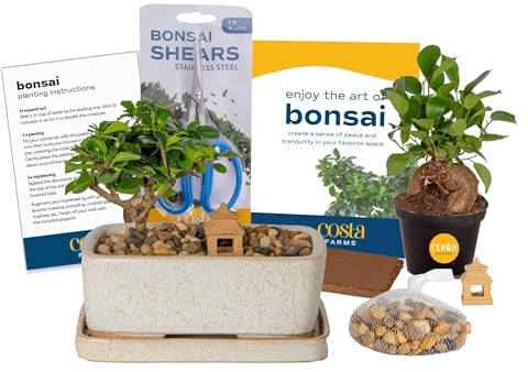 Costa Farms Bonsai Tree Kit, DIY Live Bonsai Tree Includes Tools, Potting Soil Mix, Plant Pot, Indoor Gardening, Birthday Gift, 10-Inches Tall
