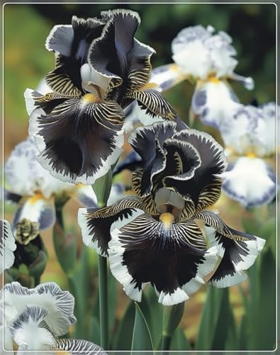 Ideal para Climas con Estaciones - Pétalos Sedosos y Multidimensionales -Iris bulbos-Bulbos de Iris - -15 Bulbos