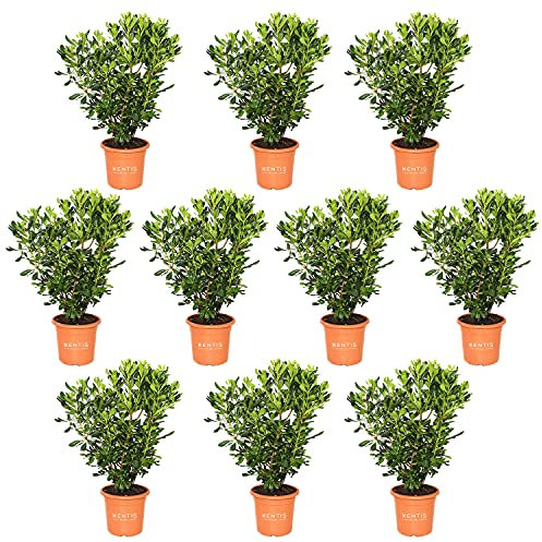 KENTIS - Set di Pittosporum Tobira - Piante da Siepe da Esterno Vere - H 40-50 cm Vaso Ø 18 cm