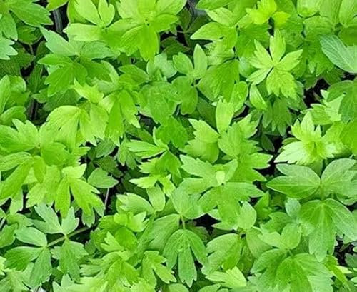 1 Pack of 400 SEEEDS Lovage Levisticum Officinalis