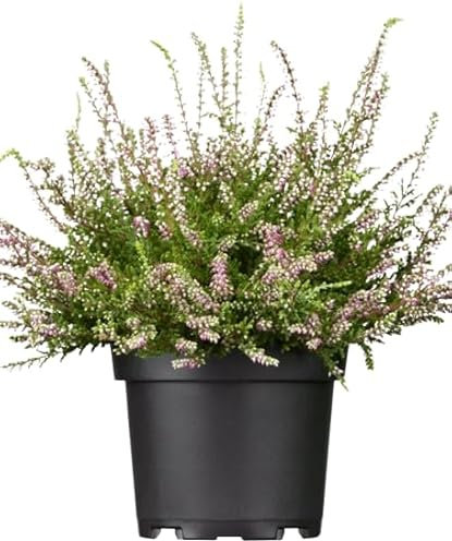 Calluna Arbusto Mediterráneo - Flores Rosa - Planta Ornamental para Jardín
