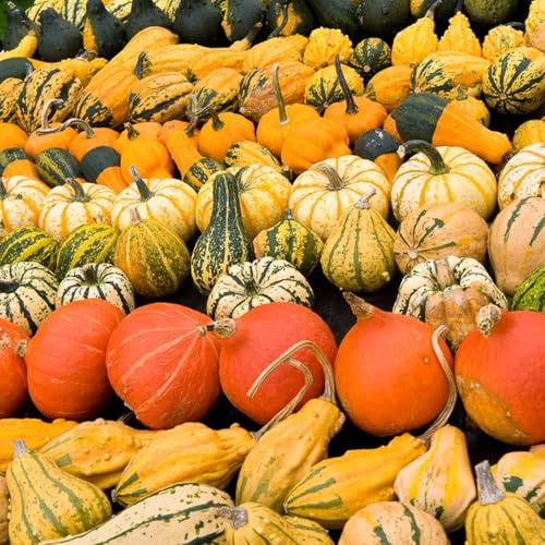 Semillas de calabaza orgánicas, Semillas de calabaza ornamentales, jardín de semillas de invierno semillas variedades antiguas 10pcs