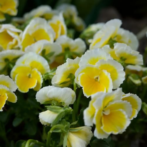 semi di viola del pensiero, Aiuole rialzate per il giardino tappezzante resistente serre balcone interna in vaso arredamento 900pcs