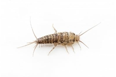 Anthouse – Pececillo de la Plata (Thermobia domestica) 50-60 uds – Alimento Vivo Nutritivo para Hormigas y Reptiles – Insectos Ricos en Proteínas Fácil Cría y Mantenimiento