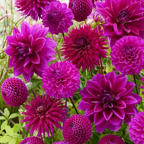 Collection de tubercules Dahlia Purple Mix, 5 variétés de bulbes de dahlia mélange de Hollande, vraies grandes plantes de dahlia pour le jardin et les pots (pas de graines, pas artificielles)