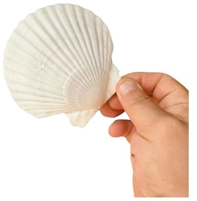 NIIIYTYB Large Scallop Shells 4''-5'' Natural Seashells for Crafts DIY Projects Beach Wedding Decorations Clam Shells Ideal for Painting Crafting and Sea Shell Decor
