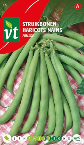 Haricots Prelude Graines - Ancienne variété hâtive