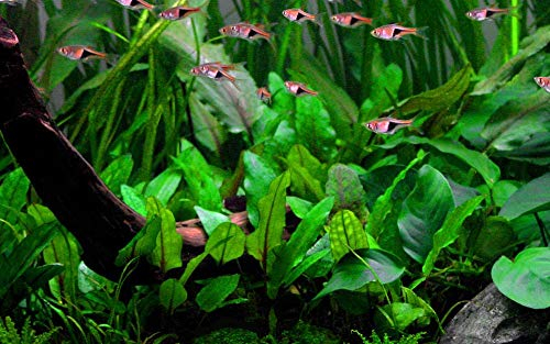 Tropica Aquarium Pflanze Cryptocoryne wendtii 'Green' Wasserpflanzen Topf Nr.109