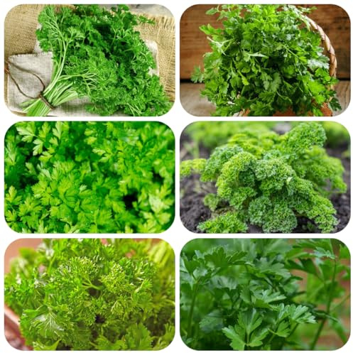 semi di prezzemolo perenne resistente, prezzemolo biologico 500pcs
