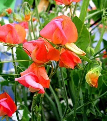 Sweet Pea Prince of Orange 25 Seeds + Plant tag + Freebie - Lathyrus odoratus