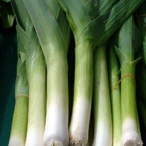 Porro - ottobre - 400 semi - raccolto autunnale - Alium porrum - NPWS