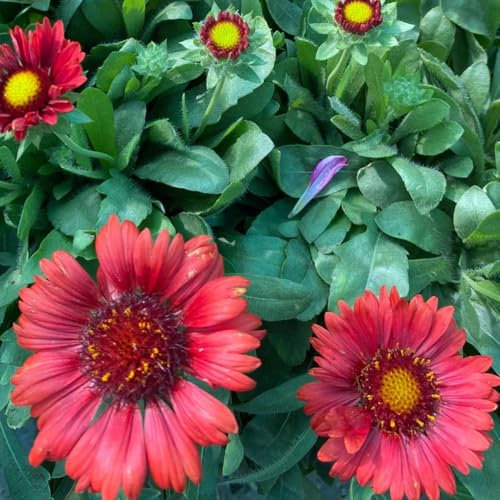 kokardenblume winterhart samen winterharte pflanzen für garten kokardenblume gartenblumen, kräuterpflanzen schnittblumen samen pflanzen winterhart draußen blumenwiese samen mehrjährig 1200pcs