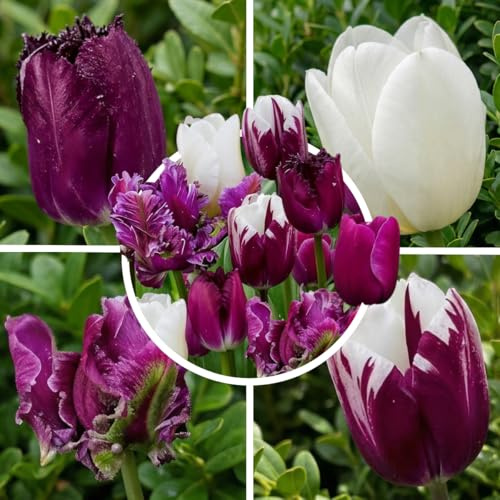 FLORIUM Lila och vita blandade tulpanlökar | 25 st blomlökar | tulpanlökar som är kall- och fleråriga tulpanlökar | holländsk kvalitet | för trädgård, blomkrukor och balkong