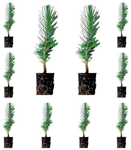 ¡¡¡ 10 Plantas !!! natural Pino piñonero. Pinus Pinea. 20-30 cm. En cepellón listos para plantar. Plantar un pino piñonero ayuda al medio ambiente, provee sombra, belleza y piñones nutritivos.
