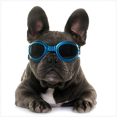 Wallario Memoboard aus Glas mit Motiv, Magnet-Tafel in 50 x 50 cm in Premium Qualität Cooler Hund mit Sonnenbrille in blau - Französische Bulldogge
