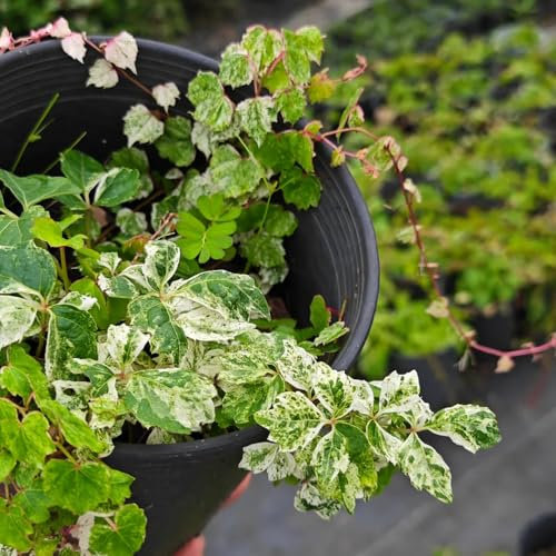 200 pcs Wilder Wein Kletterpflanze Samen - blumen balkonpflanzen winterhart mehrjährig Creeper Samen, Parthenocissus tricuspidata, samen balkon garten-geschenke gartenpflanzen lianen
